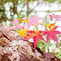 京都西芳寺-苔寺 (115)