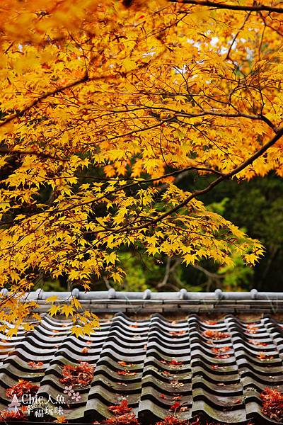 京都西芳寺-苔寺 (116)