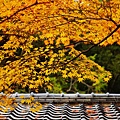 京都西芳寺-苔寺 (116)