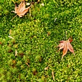 京都西芳寺-苔寺 (122)