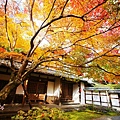 京都西芳寺-苔寺 (127)