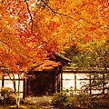 京都西芳寺-苔寺 (128)