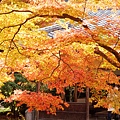 京都西芳寺-苔寺 (131)