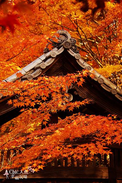 京都西芳寺-苔寺 (137)