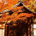 京都西芳寺-苔寺 (138)