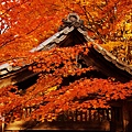 京都西芳寺-苔寺 (140)