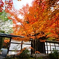 京都西芳寺-苔寺 (145)