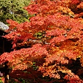京都西芳寺-苔寺 (148)