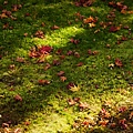 京都西芳寺-苔寺 (150)