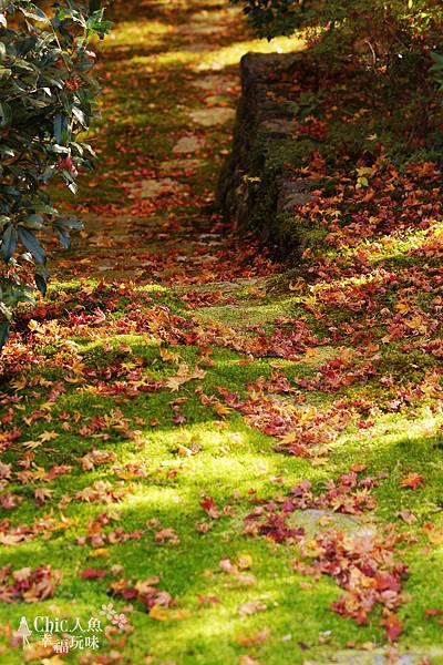 京都西芳寺-苔寺 (151)