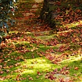 京都西芳寺-苔寺 (151)