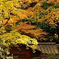 京都西芳寺-苔寺 (152)