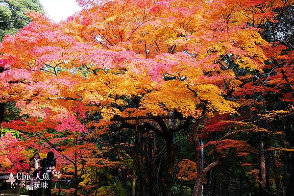 京都西芳寺-苔寺 (154)