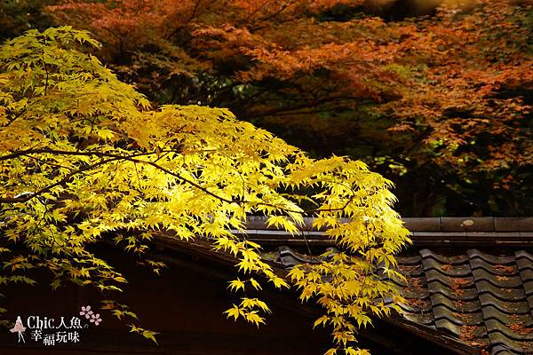 京都西芳寺-苔寺 (156)