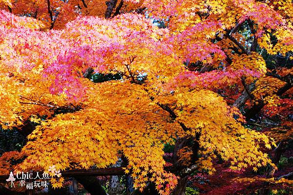 京都西芳寺-苔寺 (157)