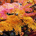 京都西芳寺-苔寺 (157)