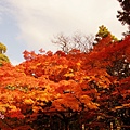 京都西芳寺-苔寺 (158)