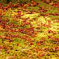 京都西芳寺-苔寺 (165)