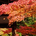 京都西芳寺-苔寺 (166)