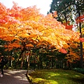 京都西芳寺-苔寺 (175)