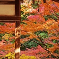 京都西芳寺-苔寺 (177)