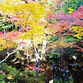 京都西芳寺-苔寺 (186)