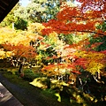 京都西芳寺-苔寺 (195)