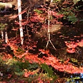 京都西芳寺-苔寺 (201)