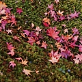 京都西芳寺-苔寺 (209)