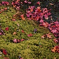 京都西芳寺-苔寺 (210)