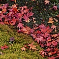 京都西芳寺-苔寺 (211)