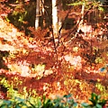 京都西芳寺-苔寺 (214)