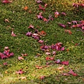 京都西芳寺-苔寺 (220)