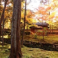 京都西芳寺-苔寺 (227)