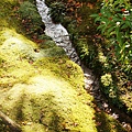 京都西芳寺-苔寺 (229)