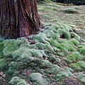 京都西芳寺-苔寺 (232)