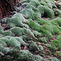 京都西芳寺-苔寺 (234)