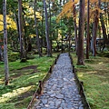 京都西芳寺-苔寺 (236)