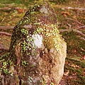 京都西芳寺-苔寺 (246)