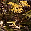 京都西芳寺-苔寺 (248)