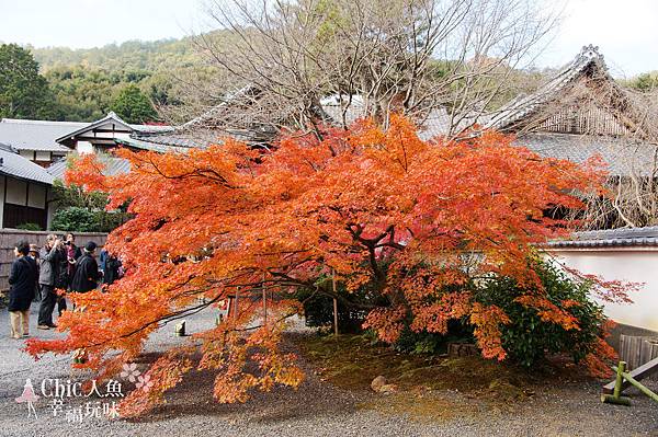 京都岩倉實相院門跡2014 (1)