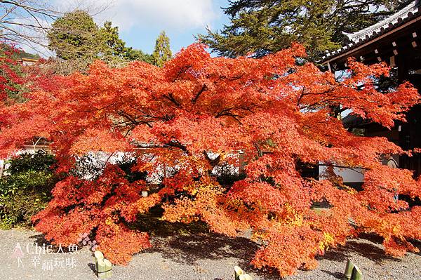 京都岩倉實相院門跡2014 (10)