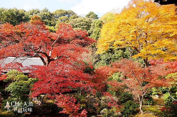 京都岩倉實相院門跡2014 (14)