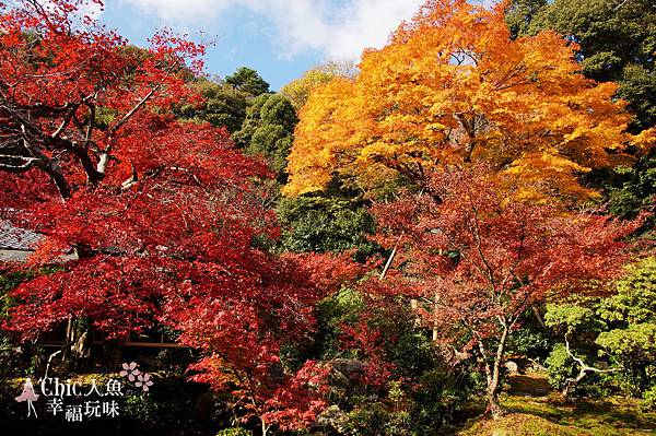 京都岩倉實相院門跡2014 (26)