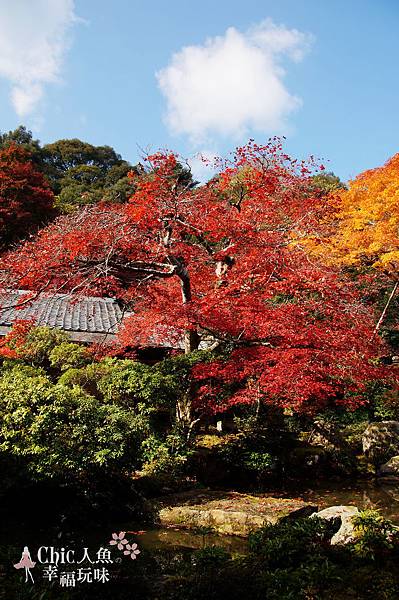 京都岩倉實相院門跡2014 (46)