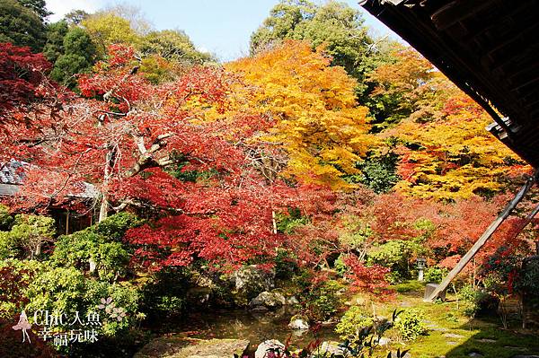 京都岩倉實相院門跡2014 (54)