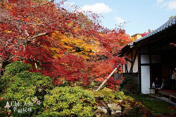 京都岩倉實相院門跡2014 (60)