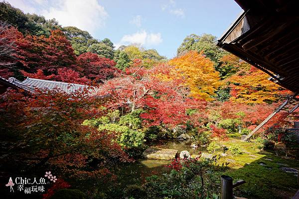 京都岩倉實相院門跡2014 (72)