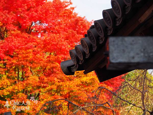 京都岩倉實相院門跡2014 (81)