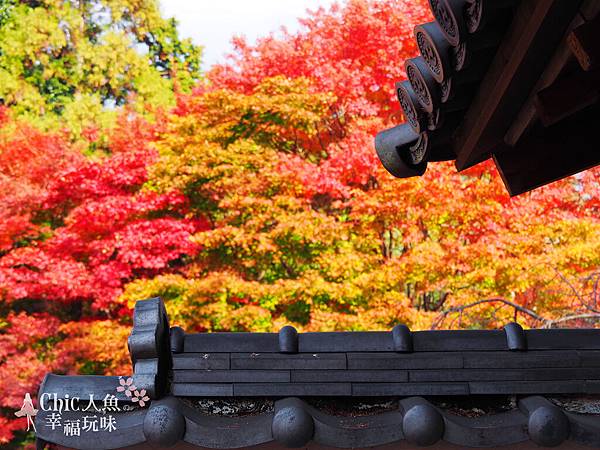 京都岩倉實相院門跡2014 (83)